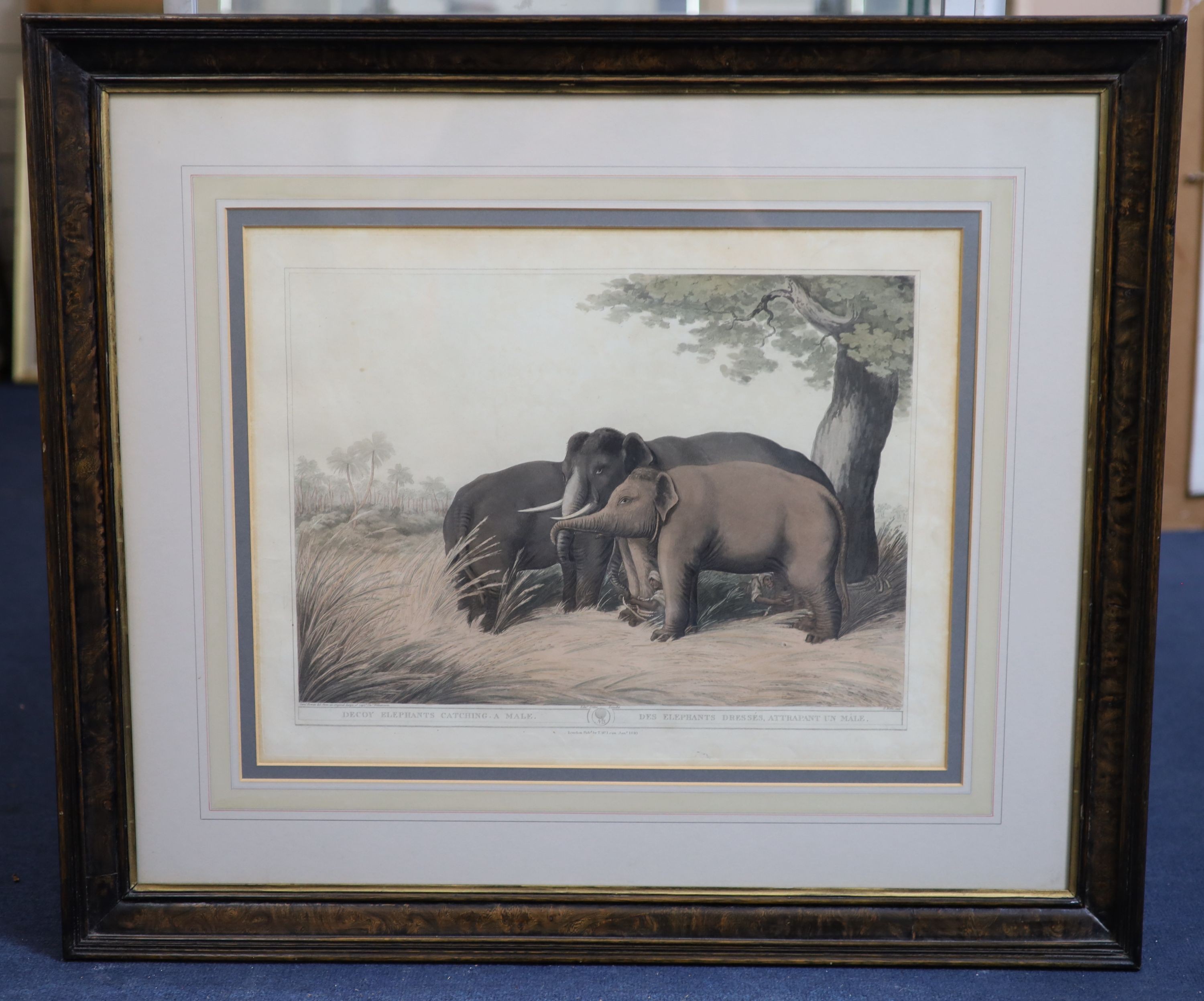 After Samuel Howett and Captain Thomas Williamson, Driving a tiger out of a jungle, Decoy elephants catching a male, A tiger prowling through a village and Shooting at the edge of a jungle, hand-coloured aquatints (4), 3
